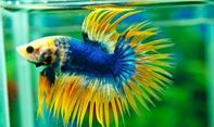 Mengenal Jenis Ikan Cupang yang Bernilai Fantastis