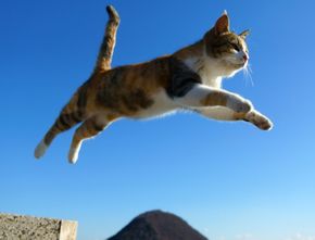 Viral, Pemuda Ini Tega Lempar Kucing dari Puncak Bukit Hanya Demi Konten