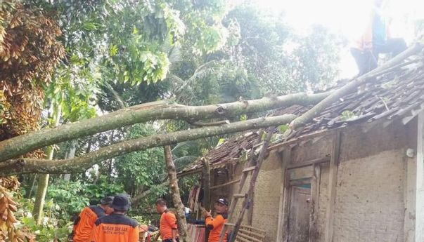 Hujan Deras dan Angin Kencang Hempas Bantul: 4 Pohon Tumbang Timpa Rumah Warga