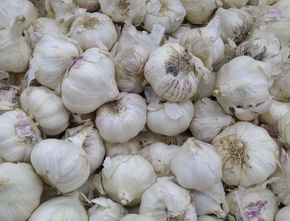 Harga Bawang Putih Meroket, dari Rp5.410 Jadi Rp47.520 per Kilo