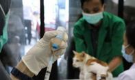 5 Langkah Pemprov Jabar Cegah Kasus Kematian Akibat Rabies