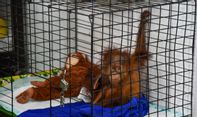 Kisah Penggagalan Penyelundupan Orangutan Sumatera ke Tangerang via Bus ALS