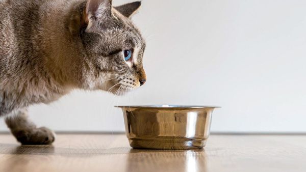 Ini Rekomendasi Makanan Basah Kucing untuk Kitten hingga Ibu Kucing yang Menyusui