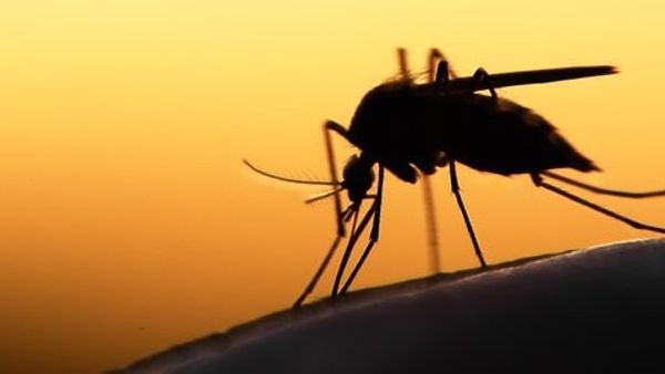Ampuh! 5 Cara Mengusir Nyamuk Menggunakan Bahan Alami