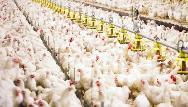 Ratusan Karyawan Terinfeksi Covid-19, Rumah Potong Ayam Jadi Klaster Baru di Sleman