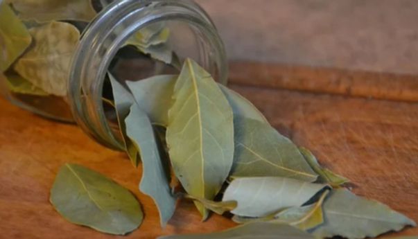 Manfaat Daun Salam untuk Kesehatan Kulit, Bisa Atasi Masalah Jerawat