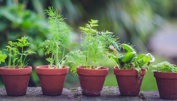 Bantu Sembuhkan Ragam Penyakit, Ini 10 Tanaman Obat yang Dapat Ditanam di Pekarangan Rumah