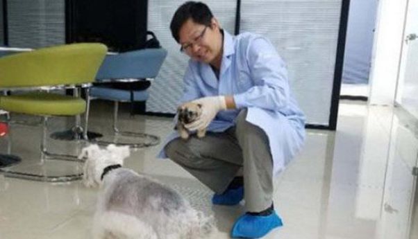 Berhasil Kloning 20 Ras Anjing, China Kemungkinan Berhasil Kloning Manusia
