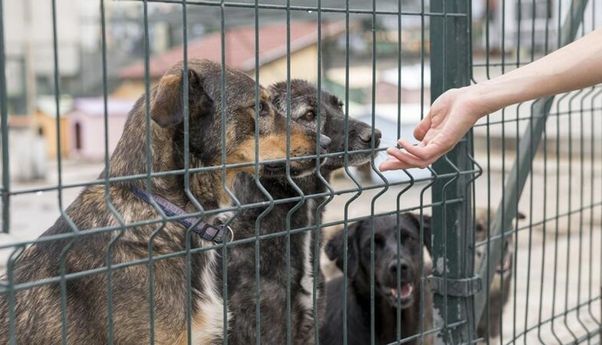 Kasus Rabies Meresehkan, Ketahui Pertolongan Pertama setelah Digigit Anjing agar Tak Infeksi