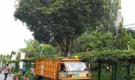 Berita Jogja: Musim Penghujan Segera Datang, DLH Kota Yogyakarta Pangkas Pohon-Pohon Perindang