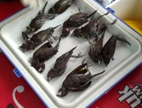 Burung Pipit Mati Massal di Balai Kota Cirebon, Ini Hasil Uji Labnya