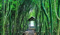 Lokasi dan Tiket Masuk Hutan Mangrove Jogja