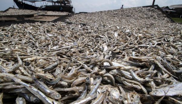 Paertama Kalinya! Indonesia Berhasil Ekspor 2 Ton Ikan Kering ke Taiwan