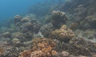 Biota Laut Baru di Celukan Bawang Bali