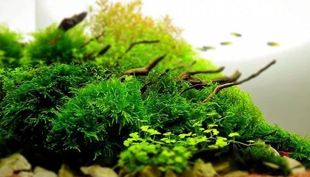 Daftar Jenis Tanaman Aquascape Tanpa CO2 untuk Pemula