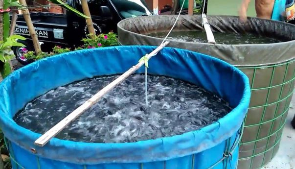 Budidaya Lele Bioflok ala Warga Wirobrajan Yogyakarta