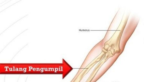 Yuk Belajar Biologi! Bagian dan Fungsi Tulang Pengumpil Manusia