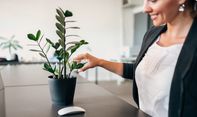 7 Tanaman Hias yang Gampang Dirawat untuk Percantik Ruang Kantor