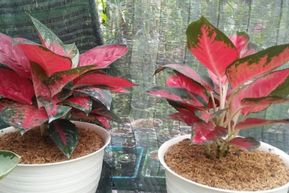7 Cara Merawat Aglaonema agar Tumbuh Subur dan Cantik