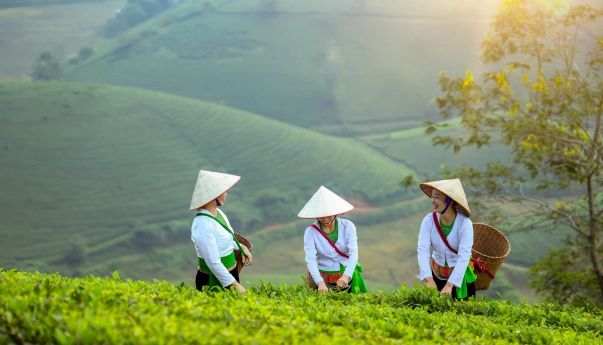 PLN EPI Perkuat Pengembangan dan Pengelolaan Biomassa untuk Energi Hijau Nasional