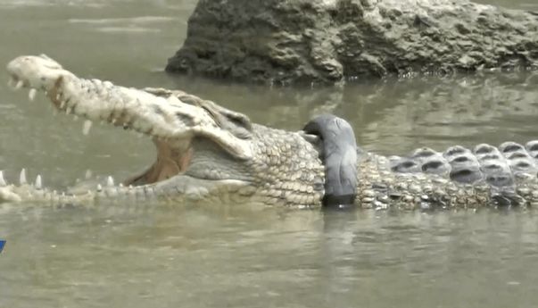 Buaya Berkalung Ban di Sungai Palu Kembali Diburu