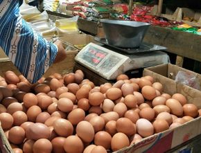 Mengejutkan! Harga Telur Ayam Melambung Tinggi dalam Sepekan