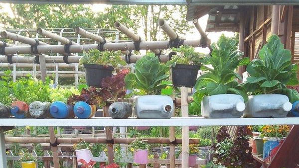 Berita Terbaru di Jogja: Aksi “Urban Farming” Diinisiasi Sekelompok Pemuda, Tujuannya Sangat Mulia
