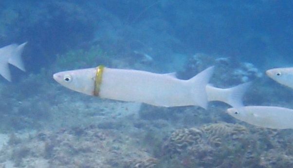 Bukan Cuma Plastik, Penyelam Ini Temukan Ikan Terlilit Cincin Emas