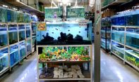 Daftar Toko Aquarium Jogja Berbagai Ukuran Sesuai Kebutuhan