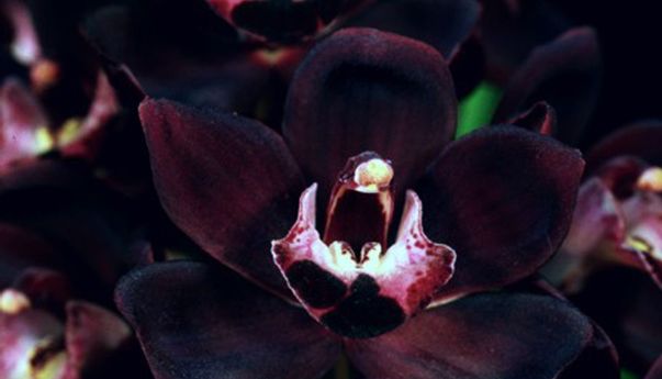 Daftar 5 Tumbuhan Endemik Indonesia yang Tidak Ada di Negara Lain