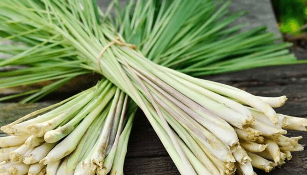 Kaya Khasiat, Minyak Serai Juga Bisa Hilangkan Ketombe