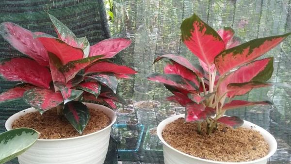 7 Cara Merawat Aglaonema agar Tumbuh Subur dan Cantik