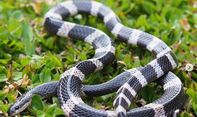 Daur Hidup Ular: Tahapan dan Penjelasan Lengkap Hewan Reptil