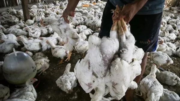 Sebanyak 30 Unggas di Tanah Bumbu Kalsel Positif Terjangkit Flu Burung