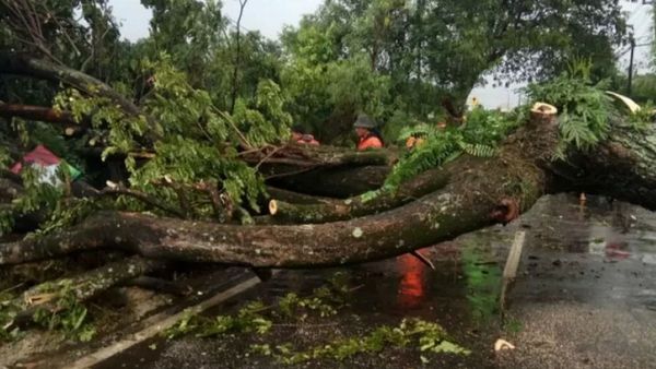 Ibu dan Anak di Bengkulu Meninggal Dunia Tertimpa Pohon Tumbang karena Angin Kencang
