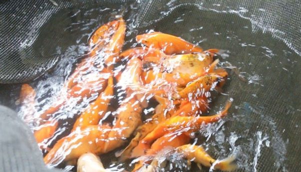 Menginspirasi, Warga Ngrajek Magelang Sulap Saluran Irigasi jadi Tempat Wisata