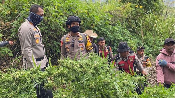 Polisi Temukan 25 Ribu Batang Tanaman Ganja di Lereng Gunung Semeru