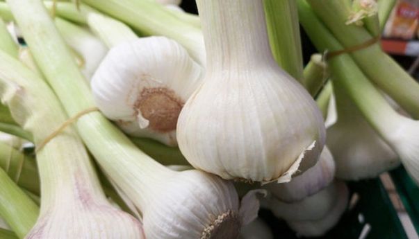 Selain Cepat Tumbuh, 6 Tanaman Sayur Ini Juga Paling Mudah Ditanam di Halaman Rumah