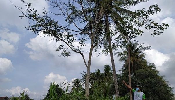 Berita Terkini: Pohon ‘Menangis’ di Sleman Gegerkan Warga, Keluarkan Air Seperti Gerimis di Malam Hari