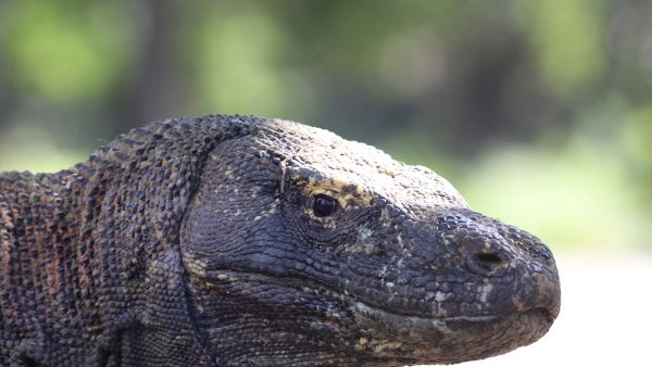 Fakta Unik Komodo, Kadal Terbesar di Muka Bumi