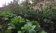 Kurangi Penggunaan Pestisida, Dispertan Semarang Bikin Pupuk Alami Berbahan Trichodherma