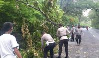 Mengejutkan! Pohon Tumbang dan Lukai Pengendara di Gunungkidul