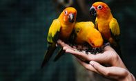 Dari Kutilang hingga Cockatiel, Ini 6 Burung yang Mudah Perawatannya