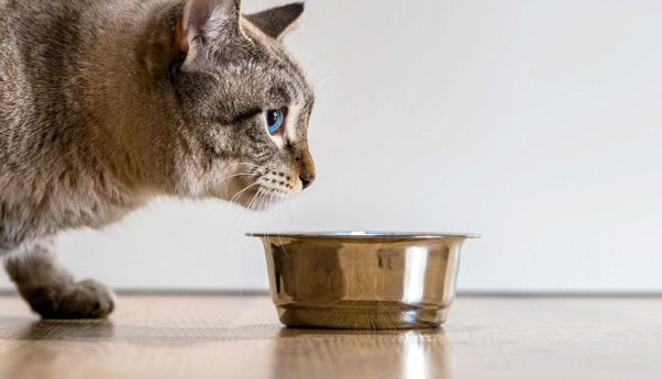 Ini Rekomendasi Makanan Basah Kucing untuk Kitten hingga Ibu Kucing yang Menyusui