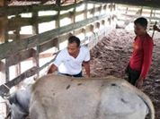 Cegah PMK, 2.500 Ternak di Nagan Raya Aceh Divaksin Satu Bulan Jelan Idul Adha