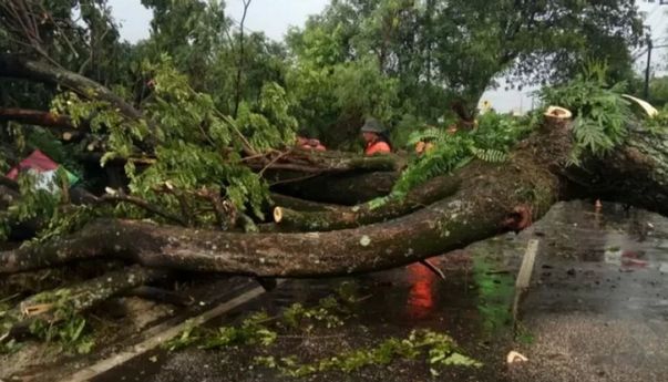 Ibu dan Anak di Bengkulu Meninggal Dunia Tertimpa Pohon Tumbang karena Angin Kencang