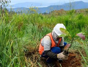 Mengenal Tumbuhan Langka di Indonesia dari Berbagai Pulau Nusantara