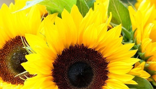 Segudang Manfaat Biji Bunga Matahari Untuk Kesehatan