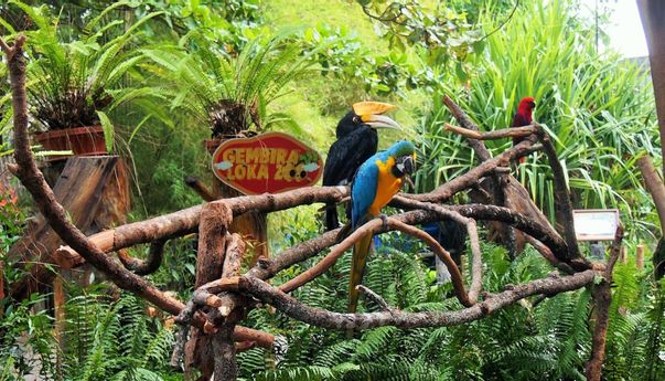 Berita Jogja Terkini: Kebun Binatang Gembira Loka Kembali Buka Juli Ini