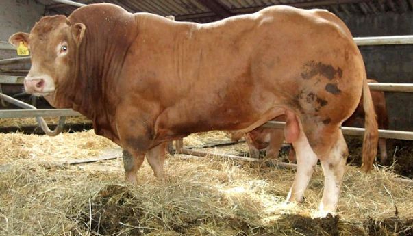 Berita Jateng: Dua Sapi Kurban Jokowi Tiba di Solo